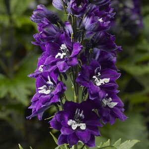 DELPHINIUM MF DARK BLUE/WHITE BEE 1G