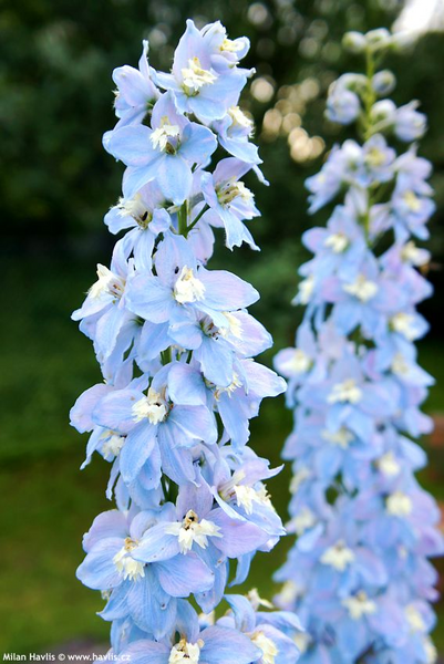 DELPHINIUM MF SKY BLUE/WHITE BEE 1G