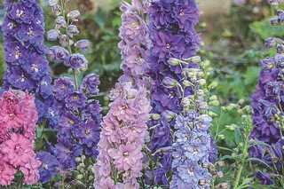 DELPHINIUM NEW MELENIUM STARS 1G