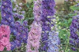 DELPHINIUM NEW MILLENNIUM MINI STARS 1G