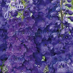 DELPHINIUM PAGAN PURPLES 1G