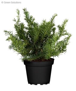DENSE YEW 50 CM
