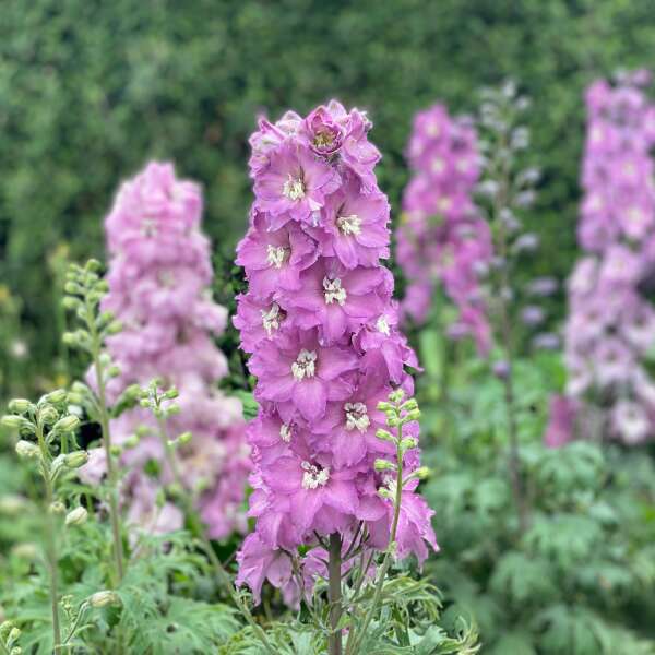 DEPHINIUM x MINI PINKS 1G