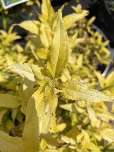 DEUTZIA CHARDONNAY PEARLS 2G