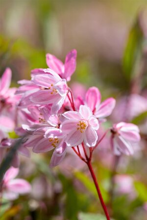 DEUTZIA YUKI CHERRY BLOSSOM 20CM - image 3