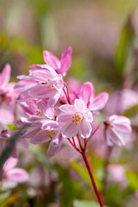 DEUTZIA YUKI CHERRY BLOSSOM 20CM - image 3