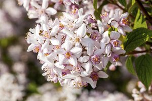 DEUTZIA YUKI CHERRY BLOSSOM 20CM - image 5