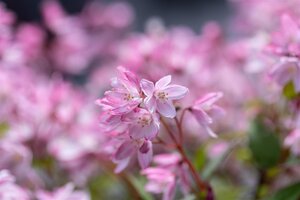 DEUTZIA YUKI CHERRY BLOSSOM 20CM - image 2