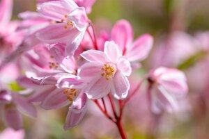 DEUTZIA YUKI CHERRY BLOSSOM 20CM - image 4