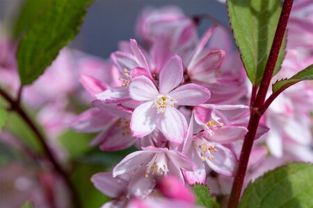 DEUTZIA YUKI CHERRY BLOSSOM 20CM - image 5