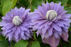 DIAMANTINA CLEMATIS 2G