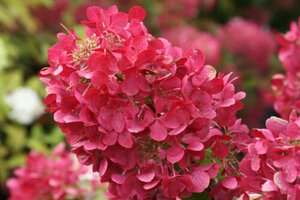 DIAMOND ROUGE HYDRANGEA 40CM