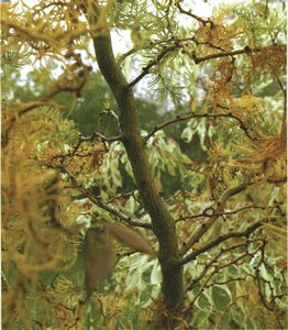 DIANA CONTORTED LARCH STD