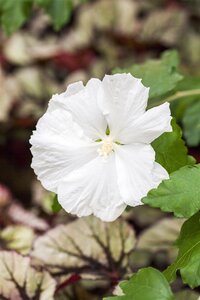 DIANA HIBISCUS WHITE 40CM - image 4