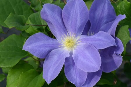 DIANA'S DELIGHT CLEMATIS 2G