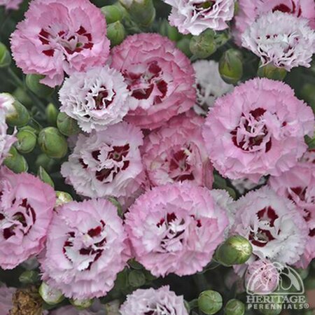 DIANTHUS APPLEBLOSSOM BURST 1G