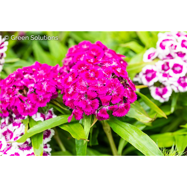 DIANTHUS BAR. (SWEET WILLIAM) DWARF DOUBLE MIX 3IN