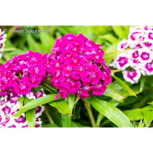 DIANTHUS BAR. (SWEET WILLIAM) DWARF DOUBLE MIX 3IN
