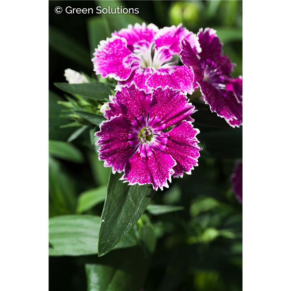DIANTHUS BAR. (SWEET WILLIAM) RED 1G