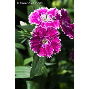 DIANTHUS BAR. (SWEET WILLIAM) RED 1G