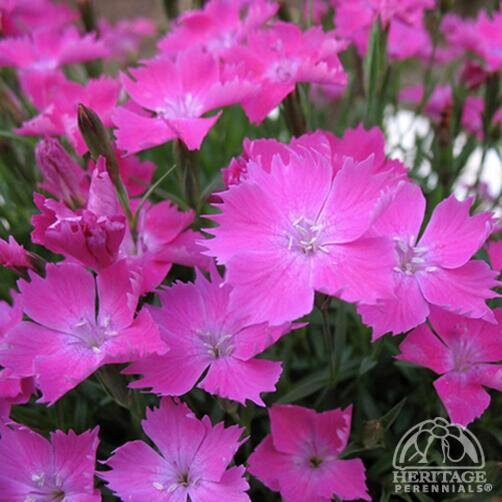 DIANTHUS BEAUTIES KAHORI PINK 4IN