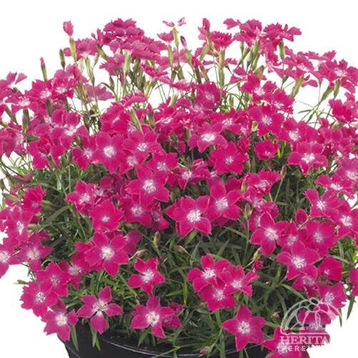DIANTHUS BEAUTIES KAHORI SCARLET 4IN