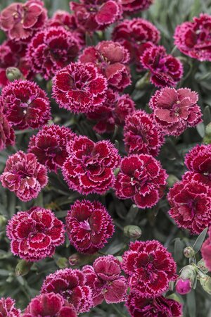 DIANTHUS BLACK CHERRY FROST 1G