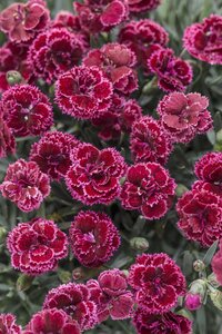 DIANTHUS BLACK CHERRY FROST 1G