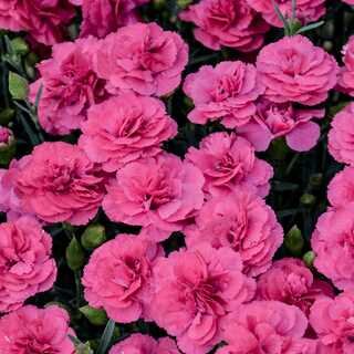 DIANTHUS CARY. BOWIE 4INCH
