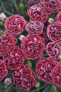 DIANTHUS CHERRY VANILLA 1G