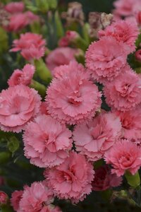 DIANTHUS CLASSIC CORAL 1G