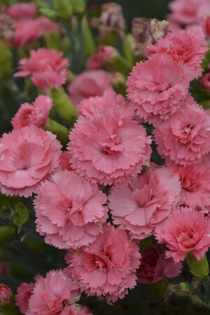 DIANTHUS CLASSIC CORAL 8INCH PW