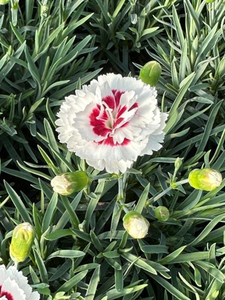 DIANTHUS COCONUT SUPRISE 4IN