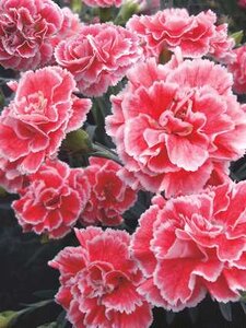 DIANTHUS CORAL REEF 1G