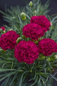 DIANTHUS CRANBERRY COCKTAIL PW 1G