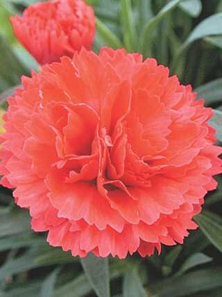 DIANTHUS EARLY BIRD CHILI 1G