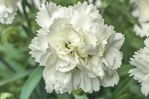 DIANTHUS EARLY BIRD FROSTY 1G