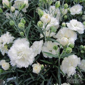 DIANTHUS EARLY BIRD FROSTY 4INCH