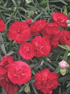 DIANTHUS EARLY BIRD RADIANCE 1G