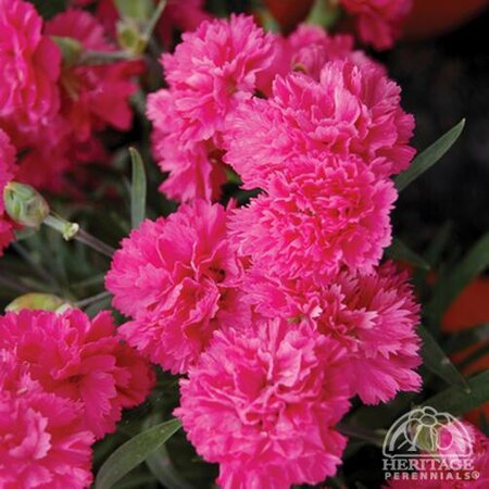 DIANTHUS EARLY BIRD SHERBET 1G