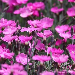 DIANTHUS FIREWITCH 1G