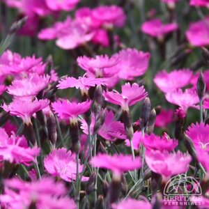 DIANTHUS FIREWITCH 1G