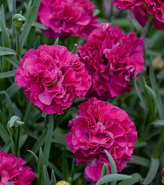 DIANTHUS FUNKY FUCHSIA FRUIT PUNCH 1G