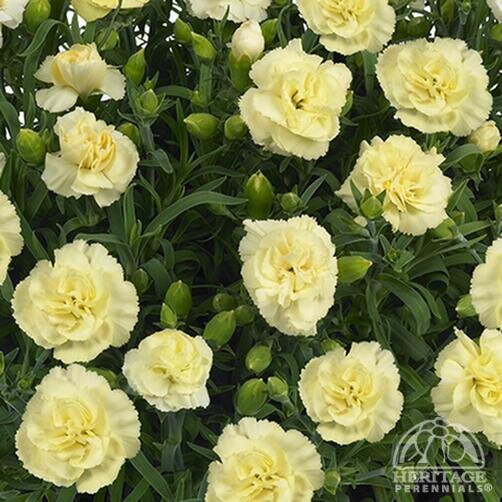 DIANTHUS HELLO YELLOW 1G