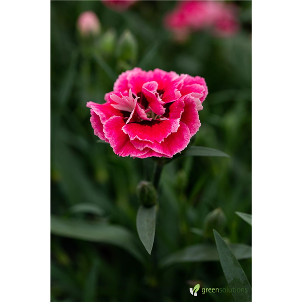 DIANTHUS MILK CHERRY 1G