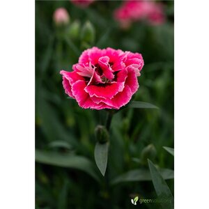 DIANTHUS MILK CHERRY 1G