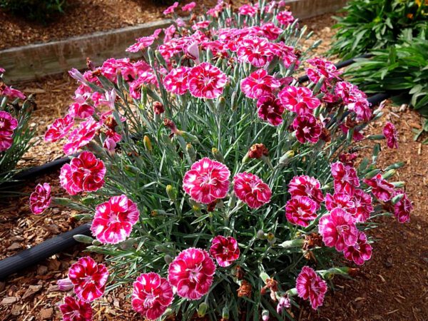 DIANTHUS MOUNTAIN FROST RUBY GLITTER