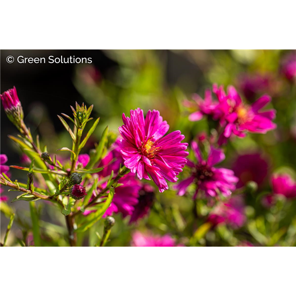 DIANTHUS MOUNTAIN FROST RUBY SNOW 1G