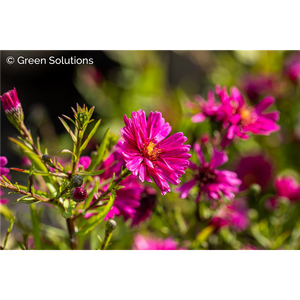 DIANTHUS MOUNTAIN FROST RUBY SNOW 1G