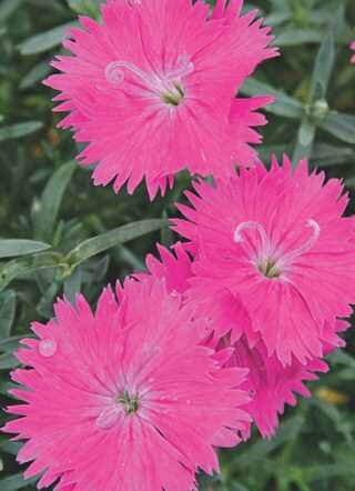 DIANTHUS NEON STAR 4IN